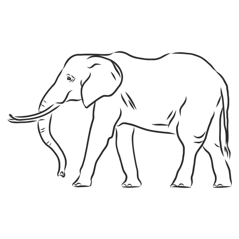 desenho vetorial de elefante vetor