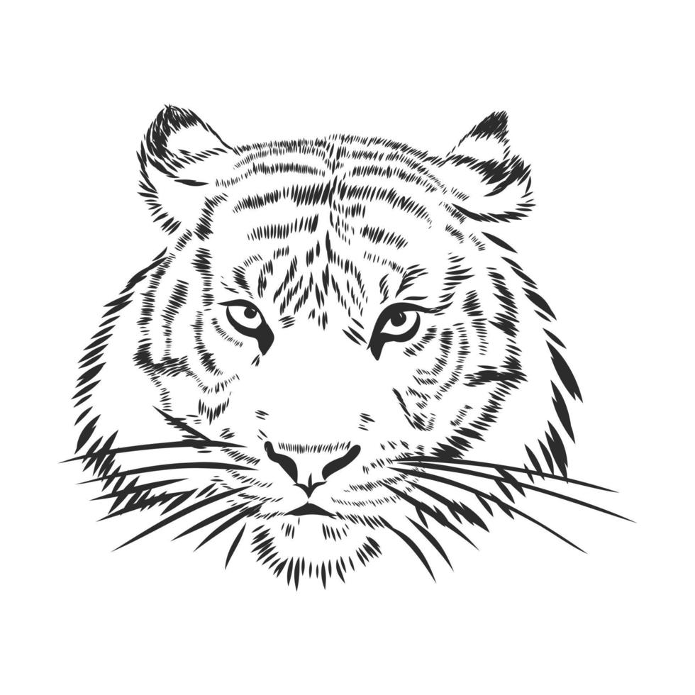 desenho vetorial de tigre vetor