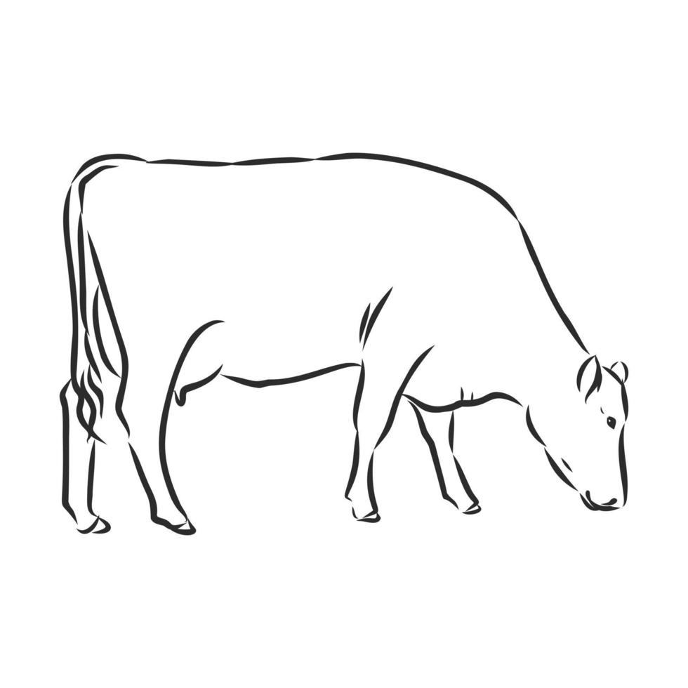 desenho vetorial de vaca vetor
