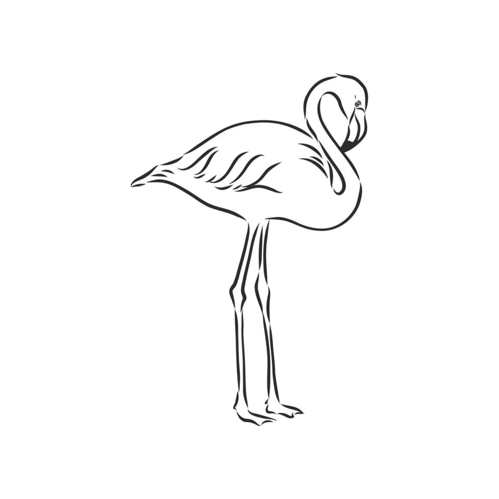 desenho vetorial de flamingo vetor