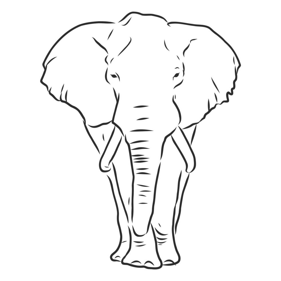 desenho vetorial de elefante vetor