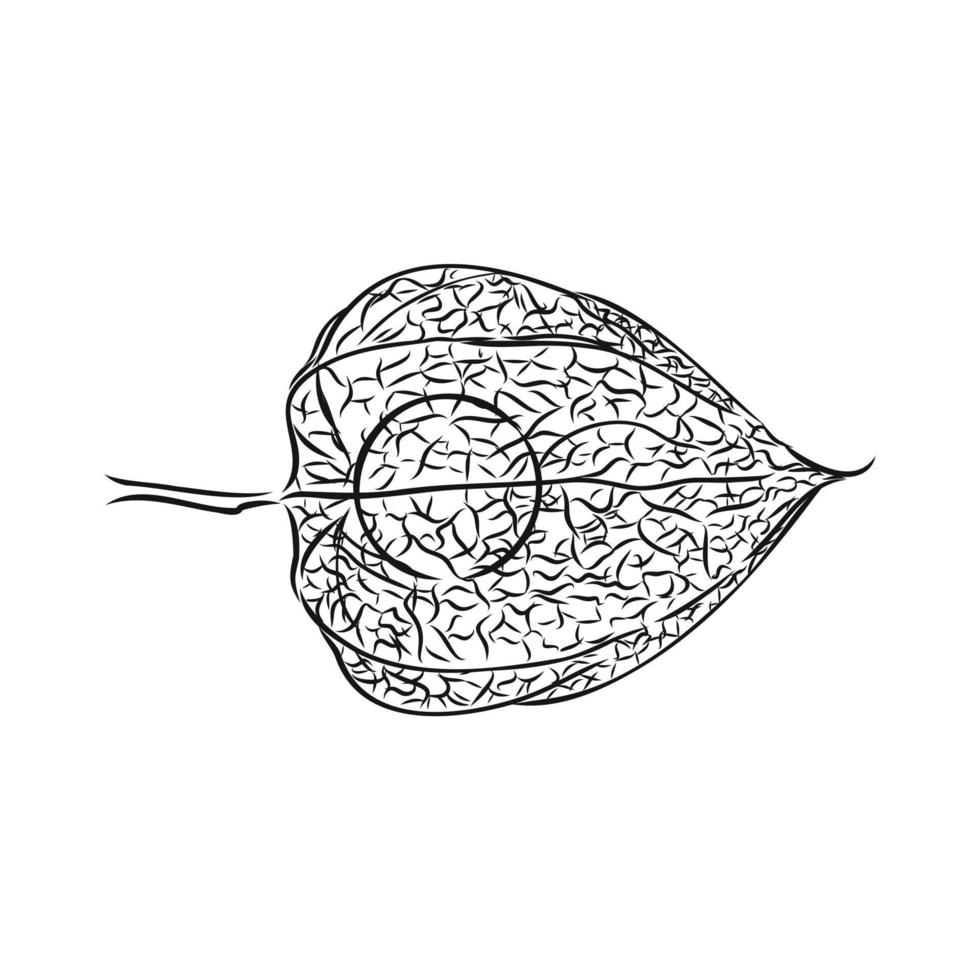 desenho vetorial physalis vetor