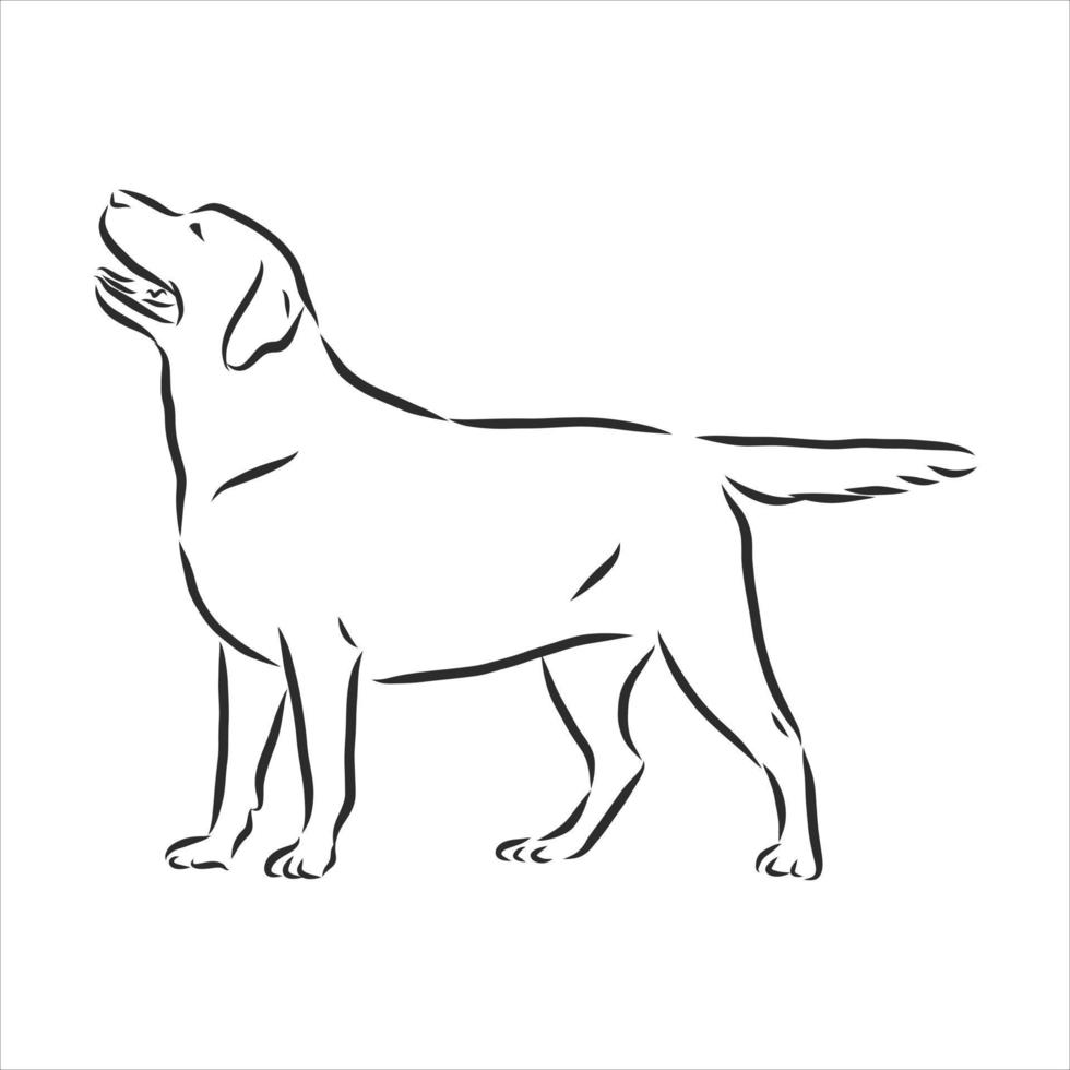 desenho vetorial de cachorro vetor