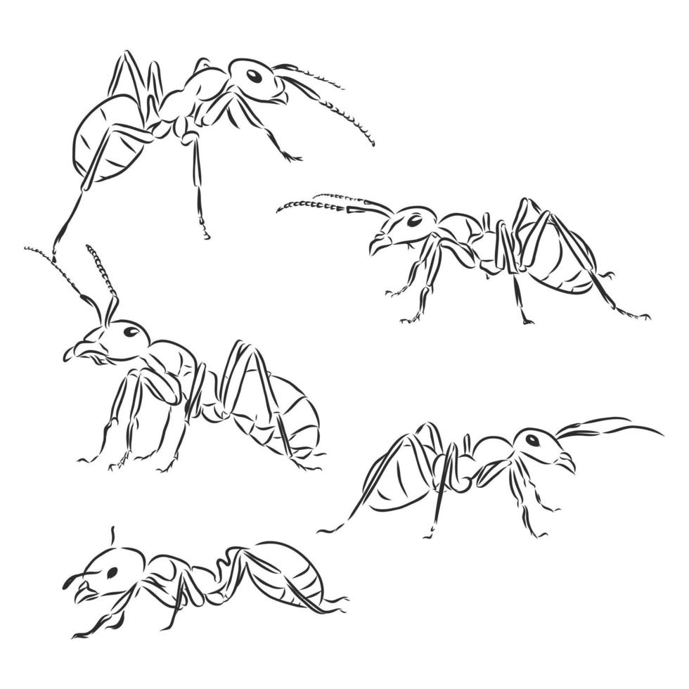 desenho vetorial de formiga vetor