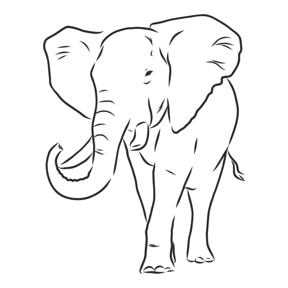 desenho vetorial de elefante vetor