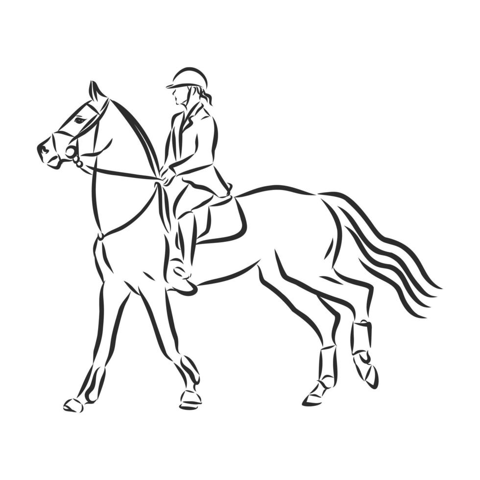 desenho vetorial de treinamento de cavalos vetor