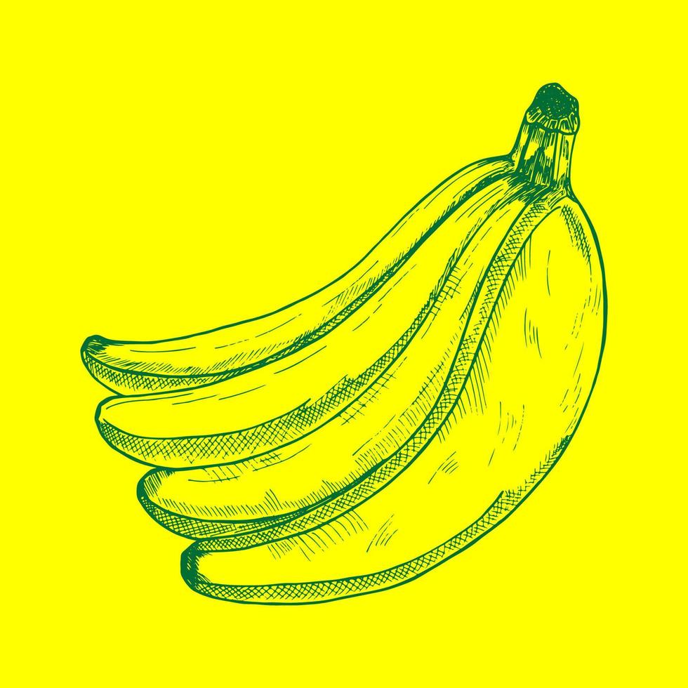 fruta de banana, bando. comida orgânica é comida saudável. ilustração em vetor retrô vintage desenhada à mão gravada, banana desenhada à mão isolada em fundo amarelo
