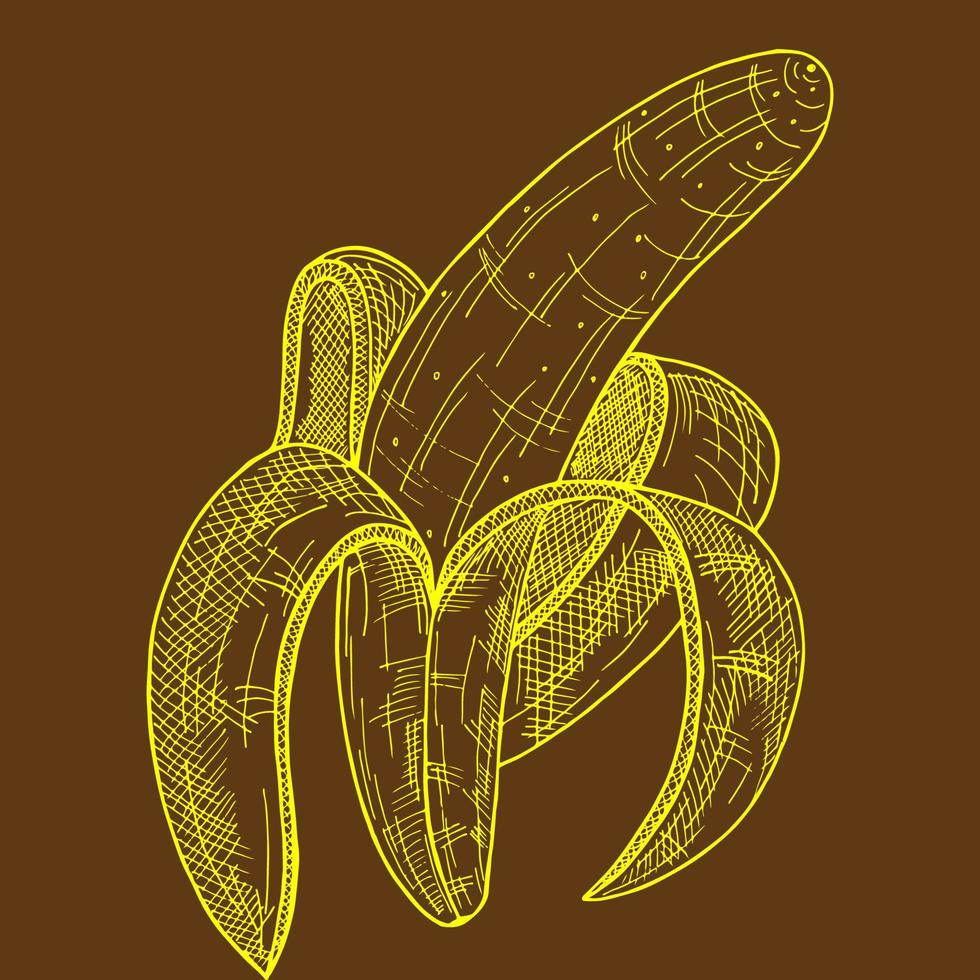 banana descascada. comida orgânica é comida saudável. ilustração em vetor retrô vintage desenhados à mão gravada. uma banana destacada em um fundo marrom, desenhada à mão.