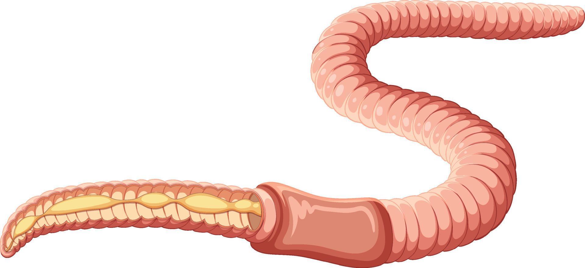 vetor de conceito de anatomia de minhoca