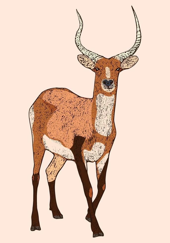 lechwe vermelho, ilustração gravada de veado, animal selvagem africano vetor