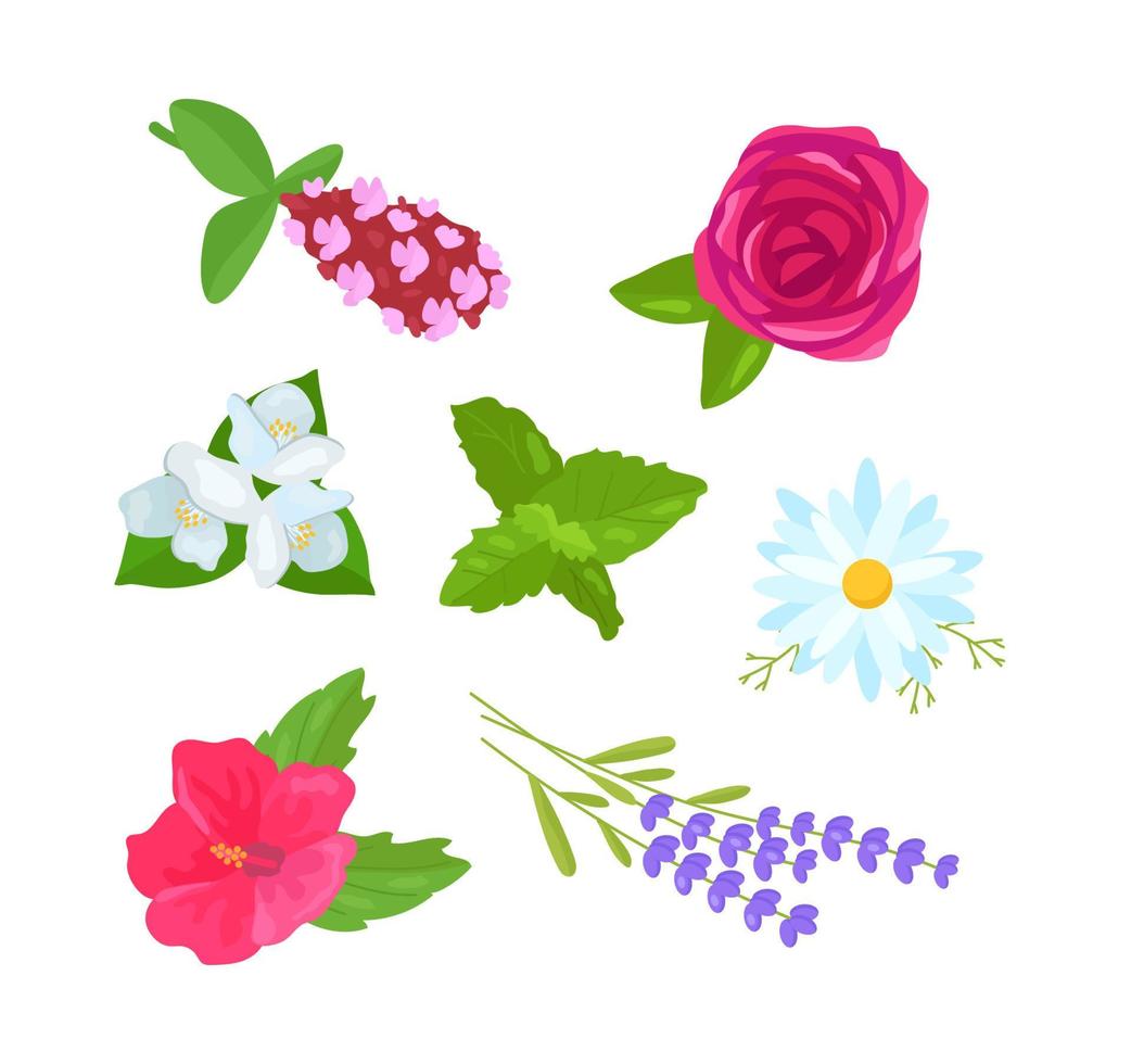conjunto botânico de plantas. camomila, rosa, hortelã, hibisco, tomilho, lavanda, jasmim vetor