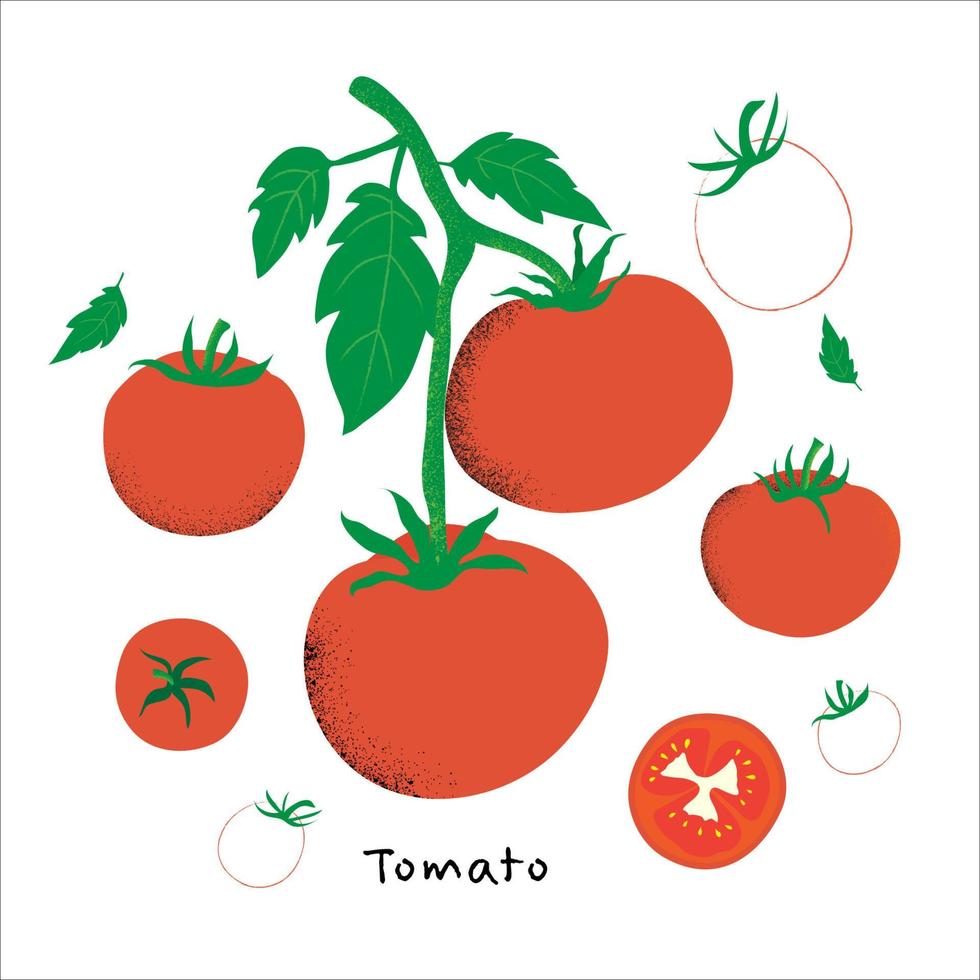 design de tomate vermelho, vegetal, tomate fresco, vetor orgânico
