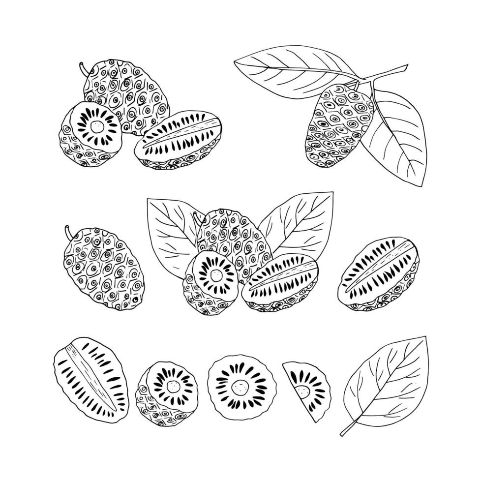 noni frutas e folhas em um galho definido doodle desenhado à mão. , minimalismo, escandinavo, monocromático, nórdico, esboço. ícone adesivo rótulo isolado comida superalimento vetor