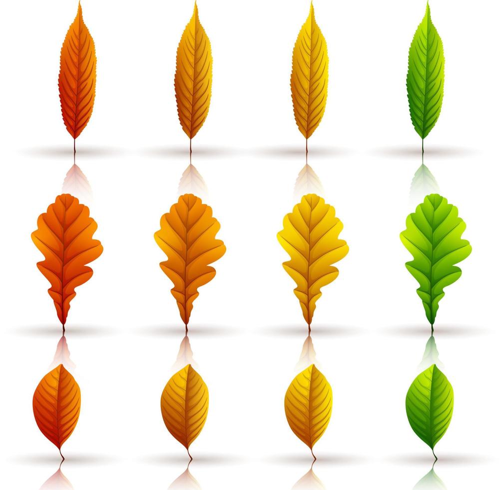 conjunto de folhas de outono coloridas isoladas no fundo branco vetor