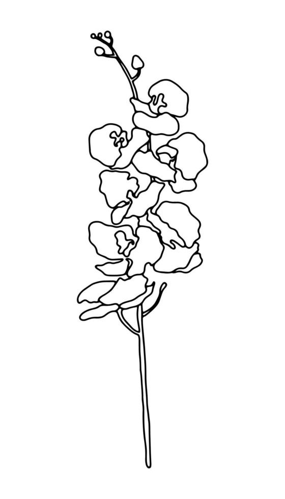 ilustração em vetor de mão desenhada doce galho de flor de orquídea. desenho a tinta, estilo gráfico, belo elemento de design floral.