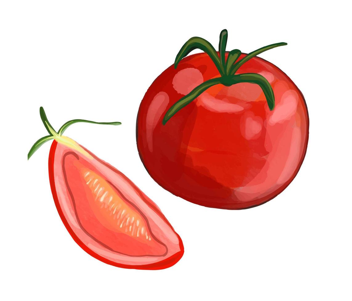 ilustração vetorial de tomate em aquarela. vegetal vermelho maduro. vetor