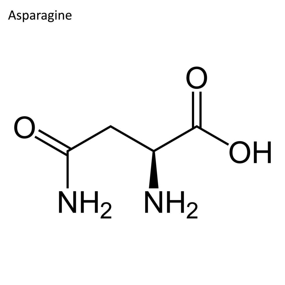 fórmula esquelética da asparagina vetor