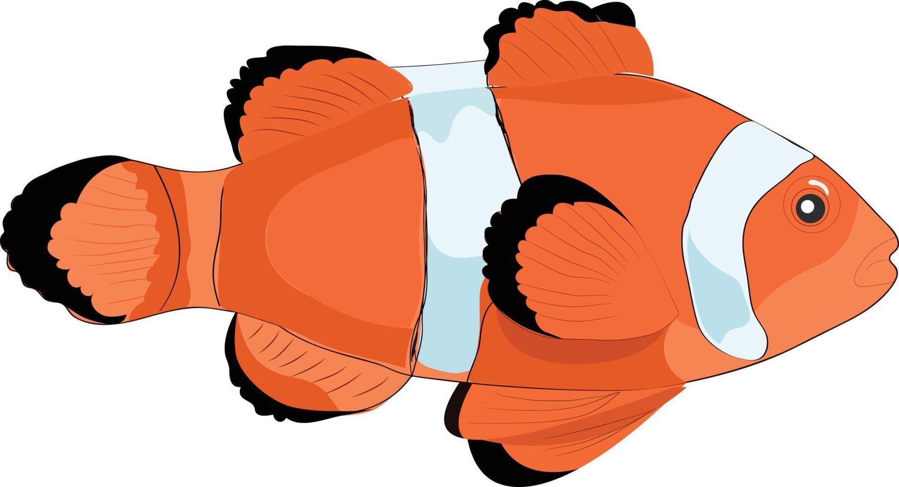 ilustração vetorial de peixe-palhaço colorido. vetor