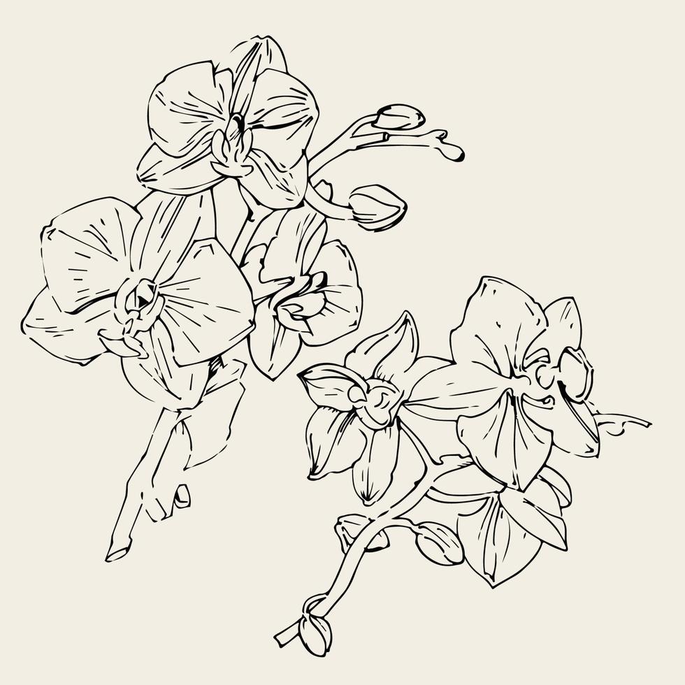 flor de vetor de orquídea. ilustração de tinta isolada.