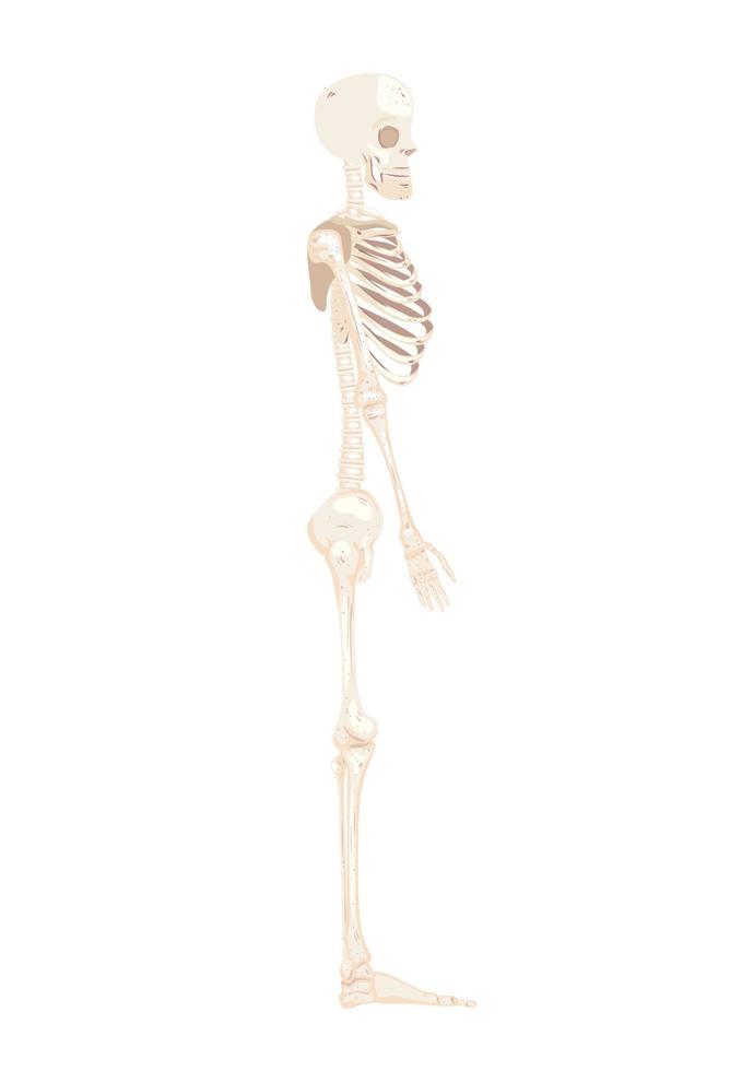 posição lateral do corpo do esqueleto vetor