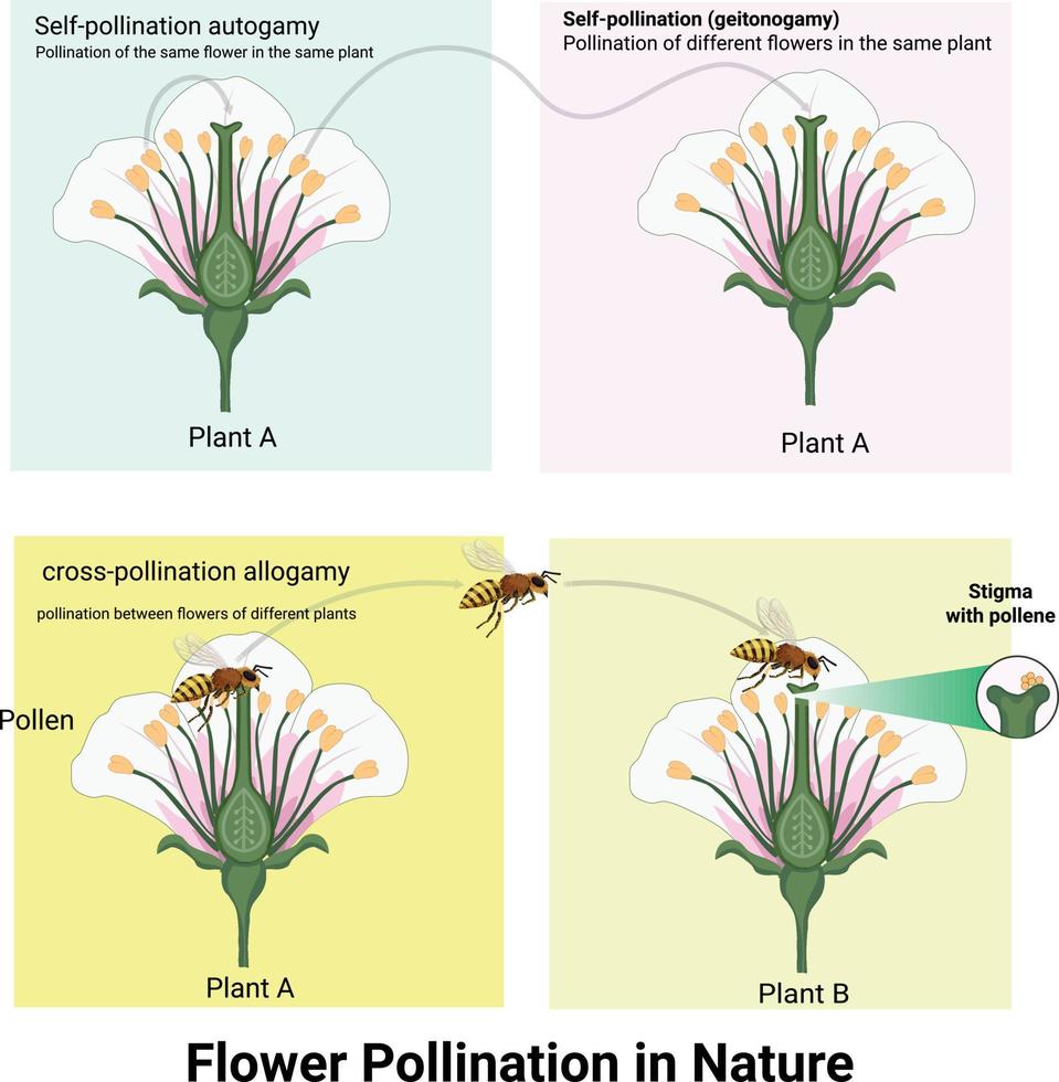 polinização de flores na natureza vetor