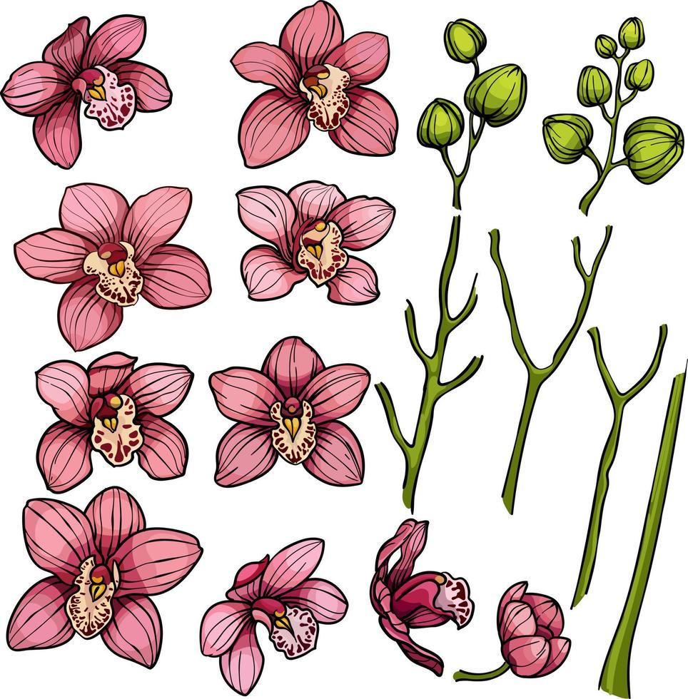 definir flores de orquídeas, elementos florais de flores tropicais de orquídeas, rosa, flores roxas, botões, plantas tropicais em fundo branco vetor