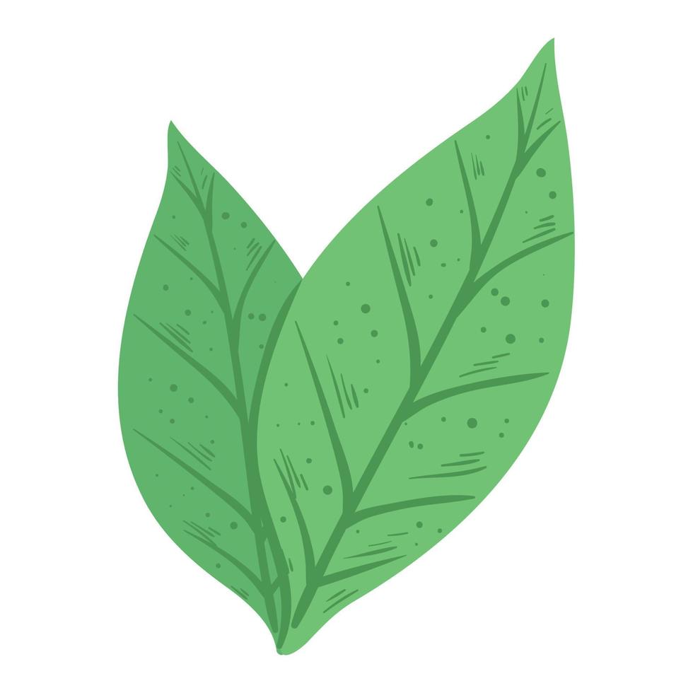 folhas planta verde vetor