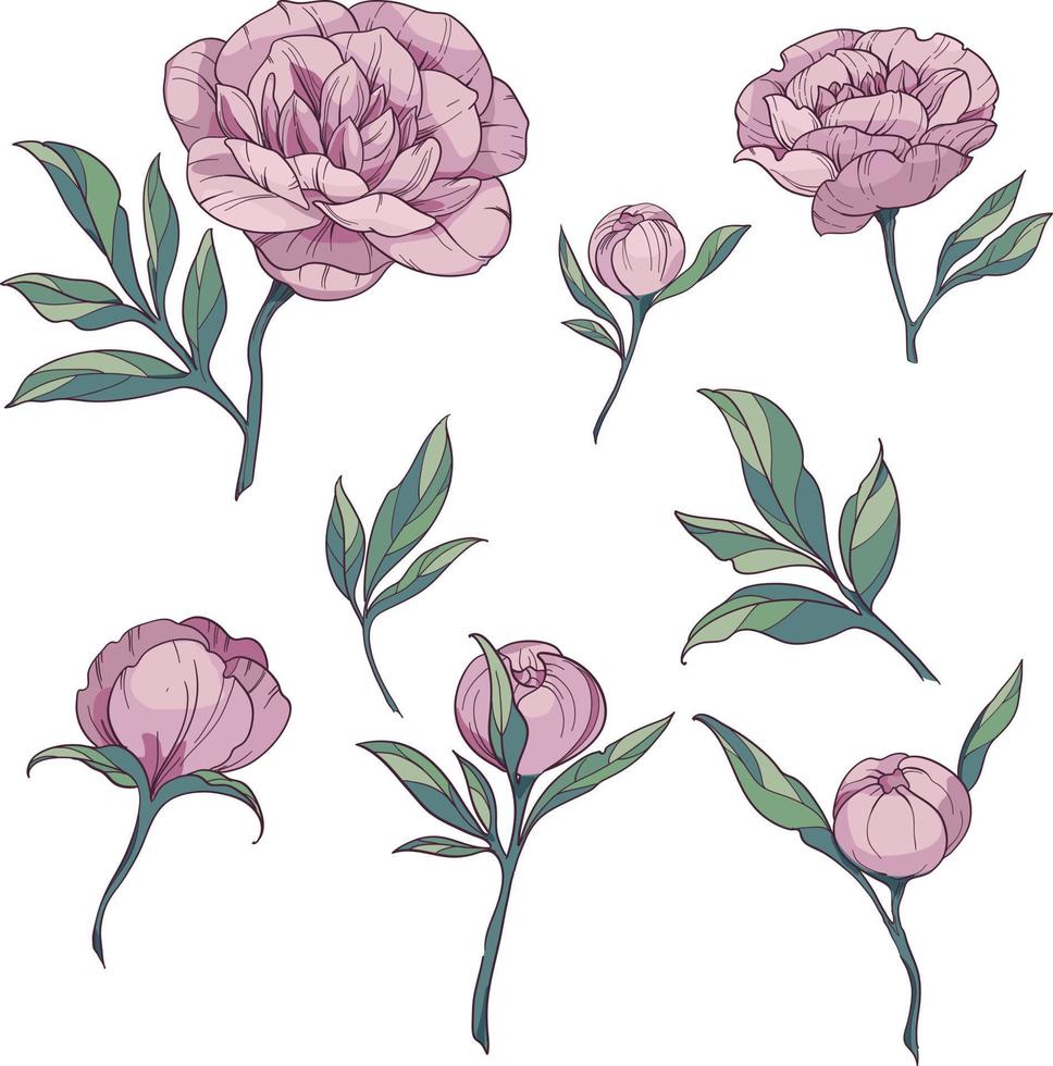 elementos florais definir peônias rosa. estilo de esboço desenhado à mão flores, botões e folhas ilustração vetorial no fundo branco vetor