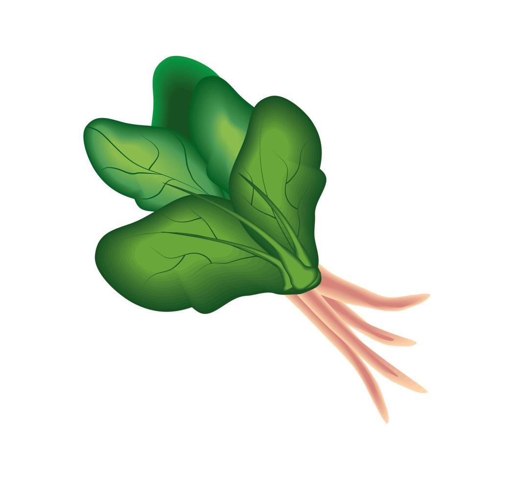 espinafre vegetal realista vetor