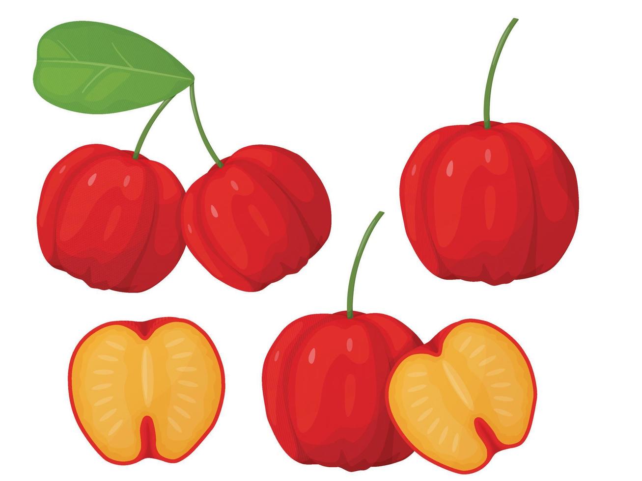 conjunto de acerola vermelha. cereja de barbados. ilustração de frutas exóticas. vetor