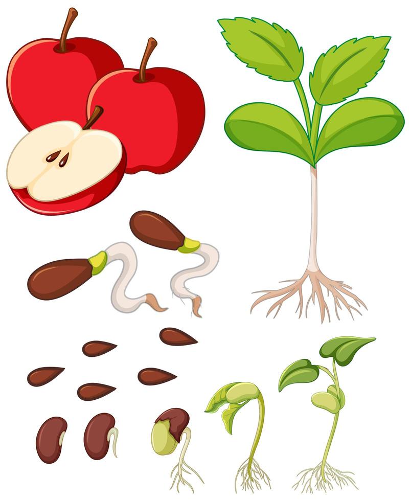 maçãs vermelhas com sementes e diagrama de crescimento de árvore vetor
