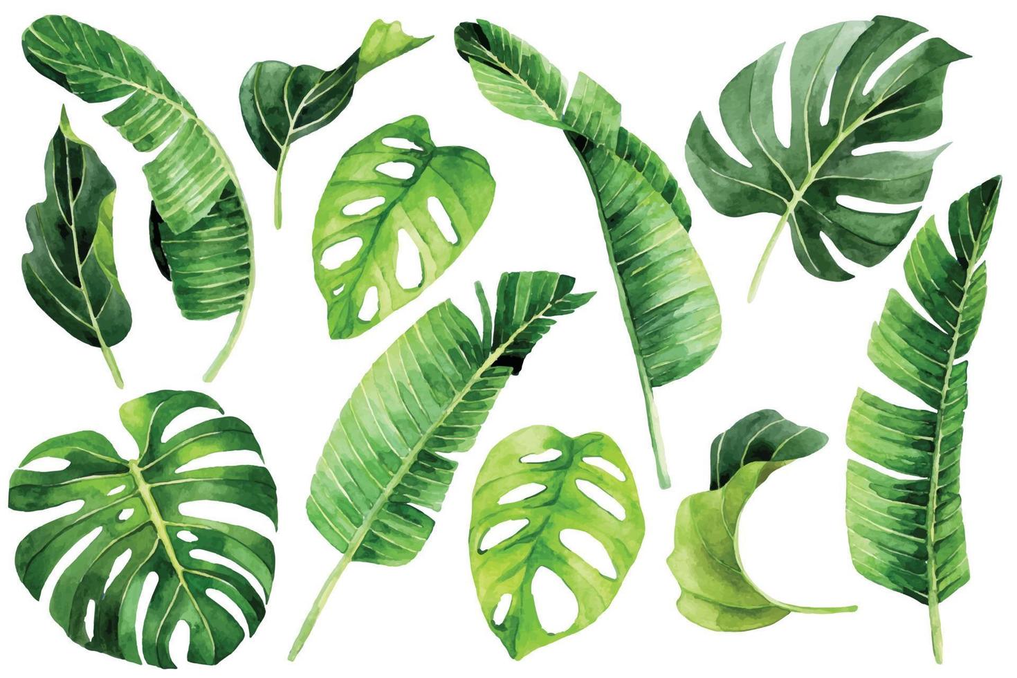 desenho em aquarela. conjunto de folhas tropicais. folhas verdes de palmeira, monstera, banana, plantas da floresta tropical vetor