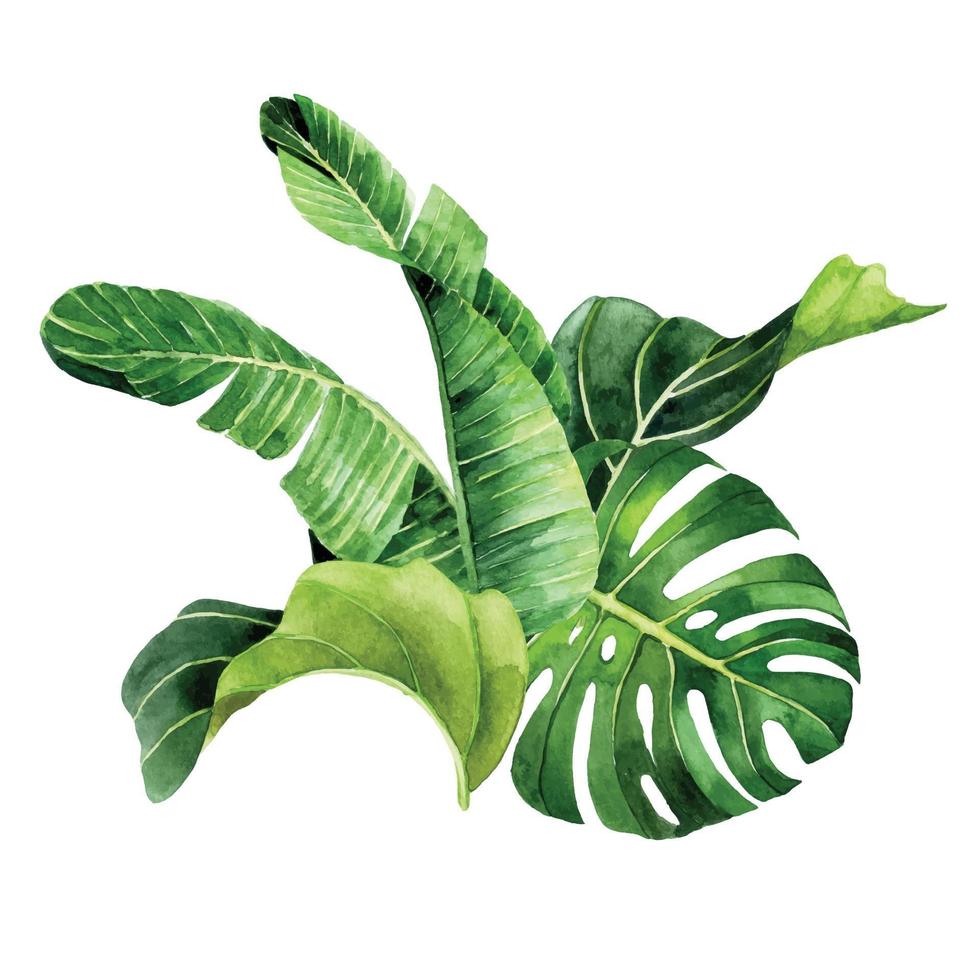 desenho em aquarela. composição, buquê de folhas de palmeira tropical, monstera, banana. floresta tropical folhas verdes vetor