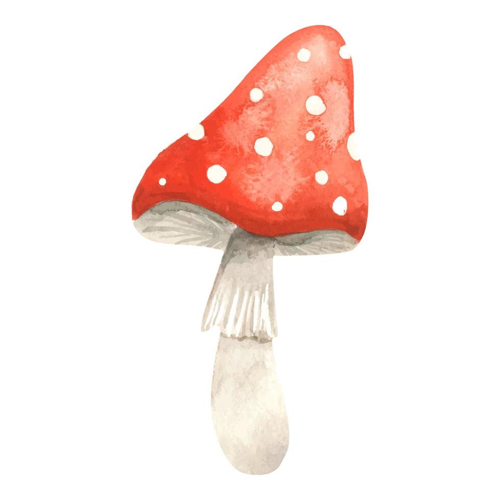 cogumelo agárico. ilustração em aquarela. fungos venenosos desenhados à mão amanita muscaria. agaric grande vermelho com manchas brancas. um cogumelo venenoso perigoso para fazer poções vetor