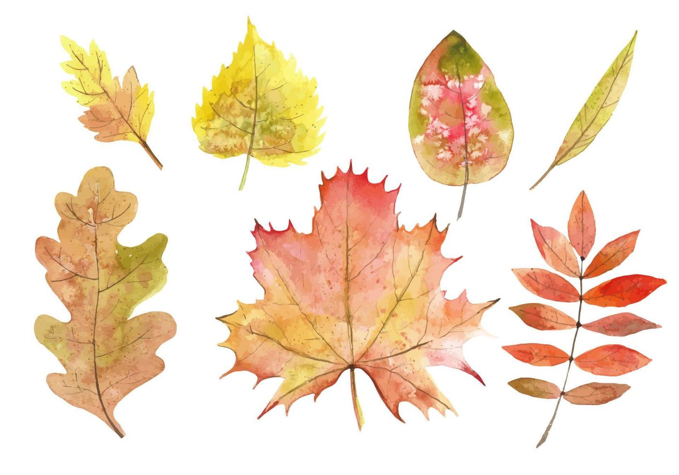 conjunto de folhas de outono em aquarela. pintados à mão ilustração botânica vetorial de folhagem de outono. folhagem de bordo e carvalho em um fundo transparente. cores amarelo, laranja e vermelho vetor