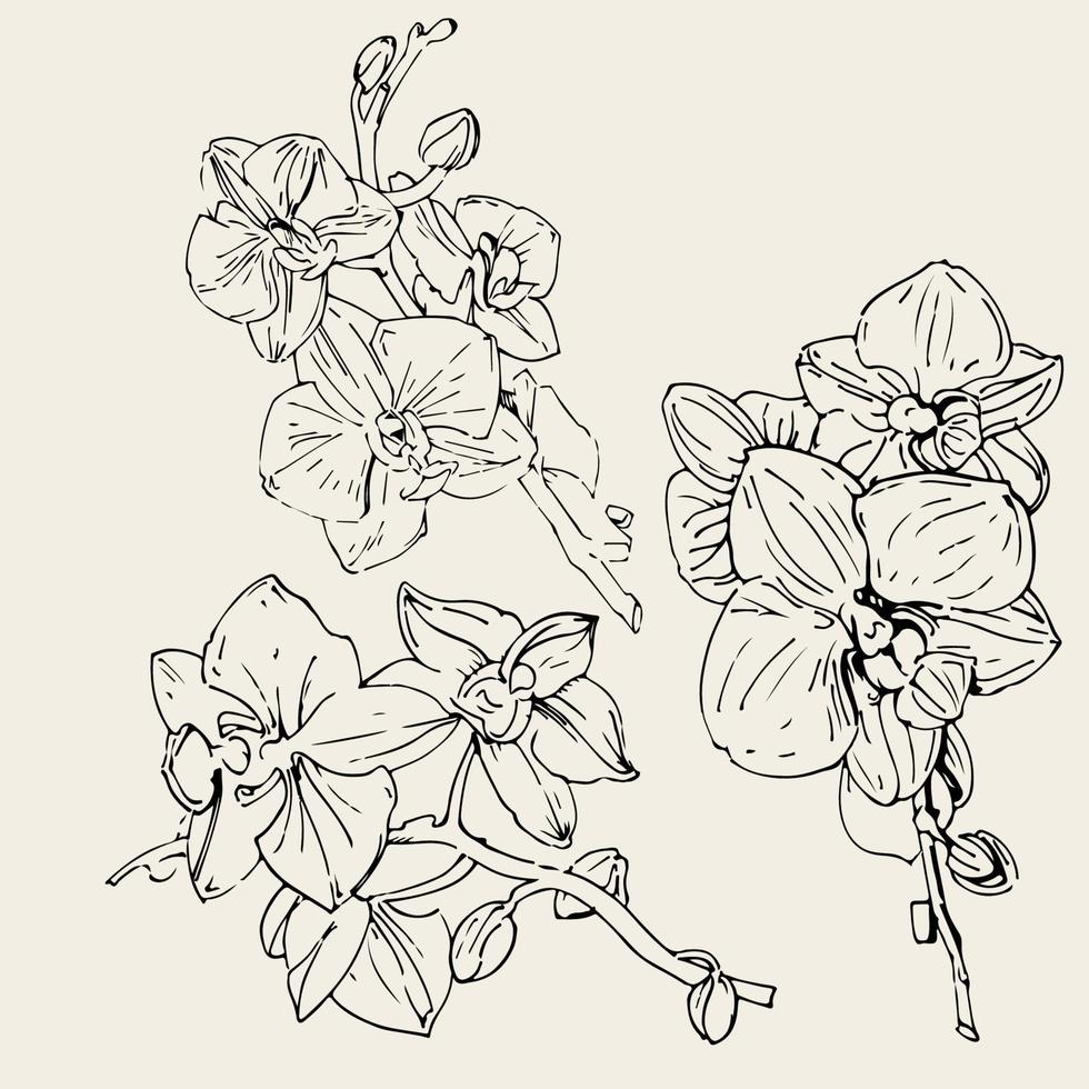 flor de vetor de orquídea. ilustração de tinta isolada.