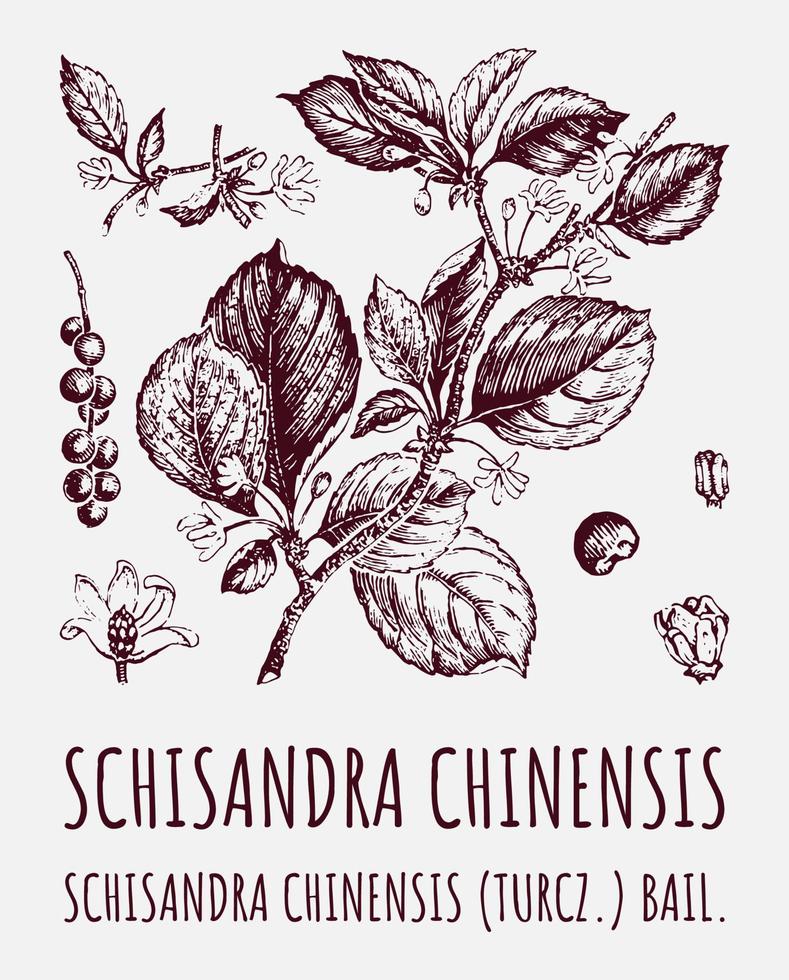 schisandra chinensisi ramo de schisandra com folhas e frutos. bagas de videira de magnólia. cosméticos e plantas medicinais. ilustração vetorial mão desenhada. vetor