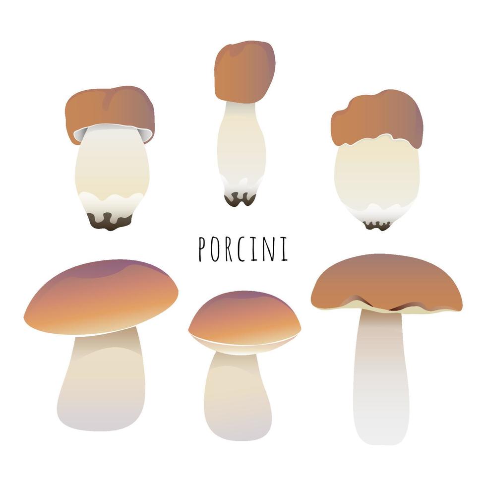 conjunto de cogumelos porcini vetor