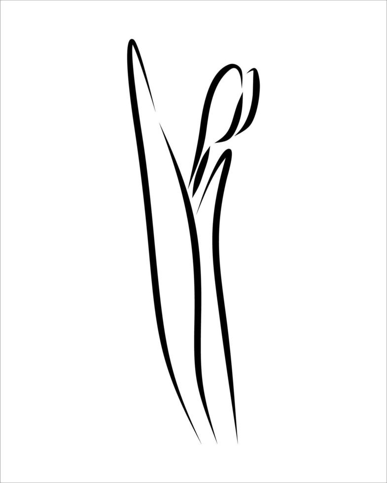 desenho de linha de flor vetor
