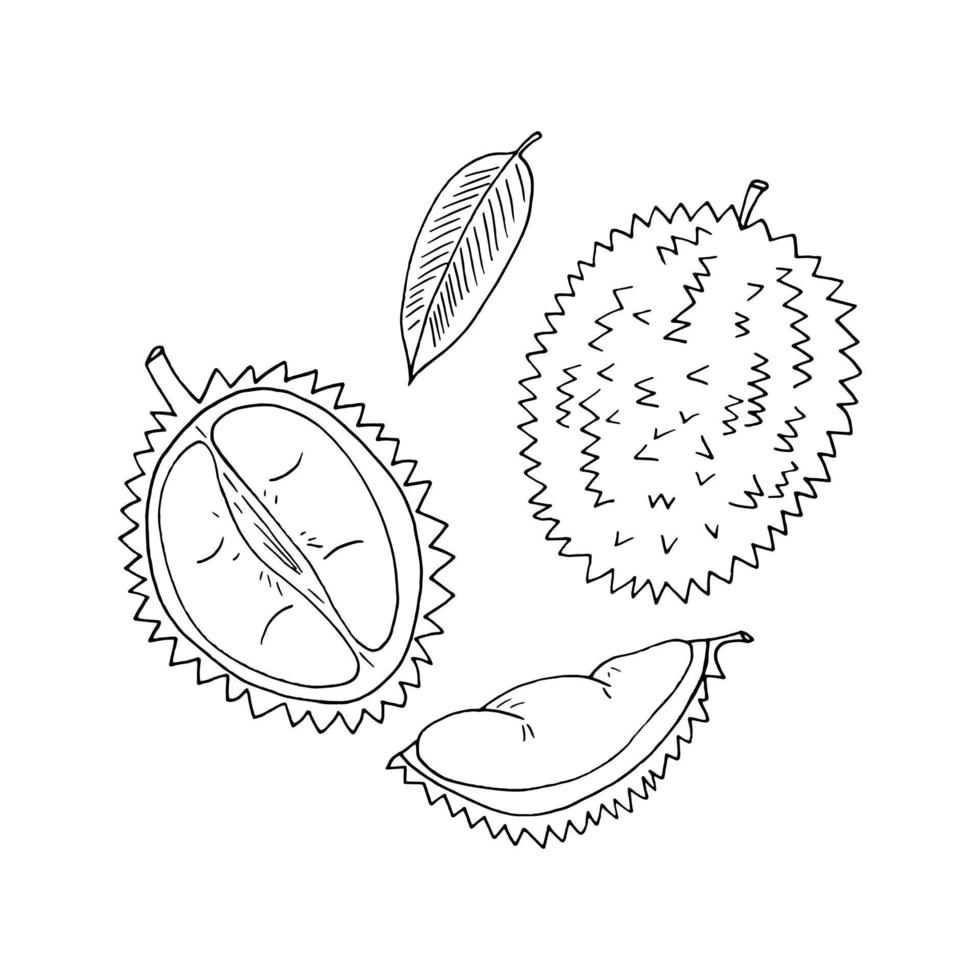 conjunto de frutas durian de elementos desenhados à mão em estilo doodle. ícone, etiqueta, etiqueta vetor