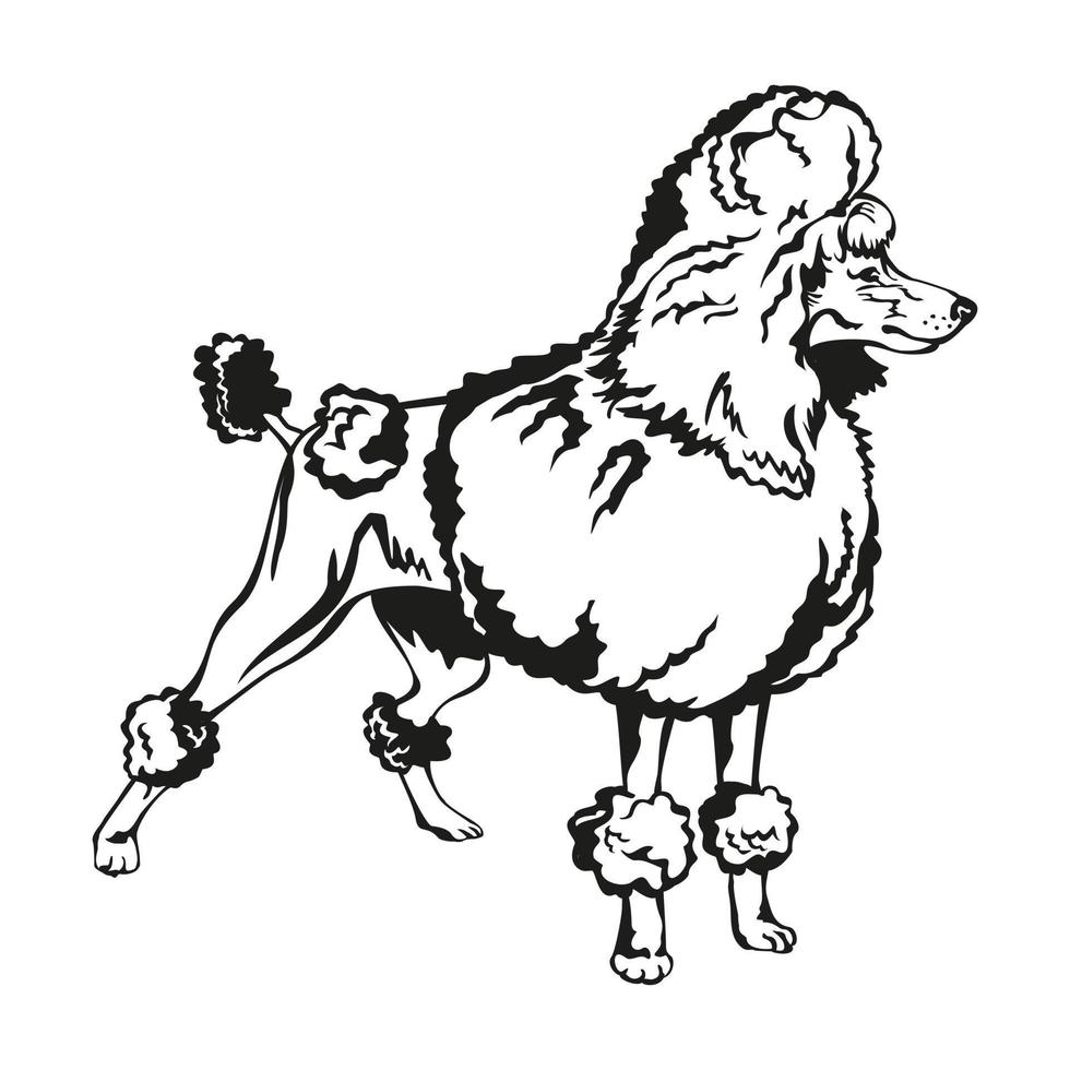 ilustração vetorial de poodle decorativo vetor