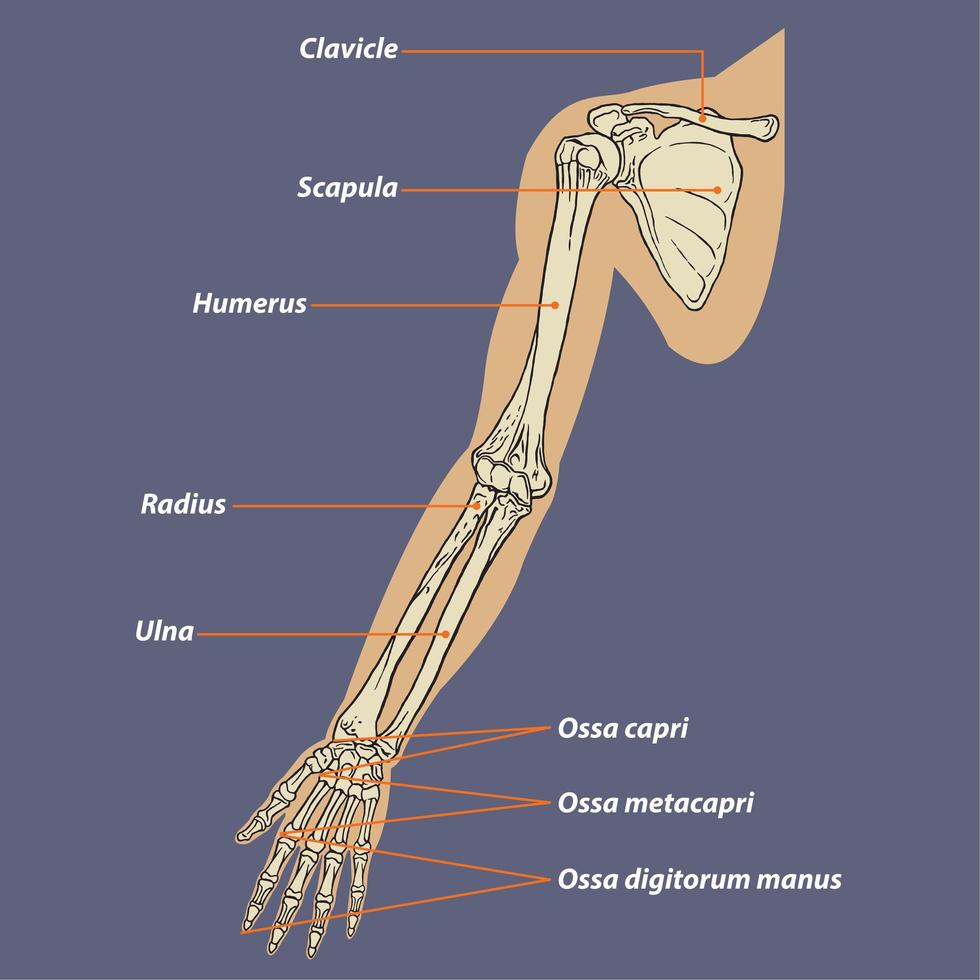 diagrama de anatomia esquelética do braço humano vetor