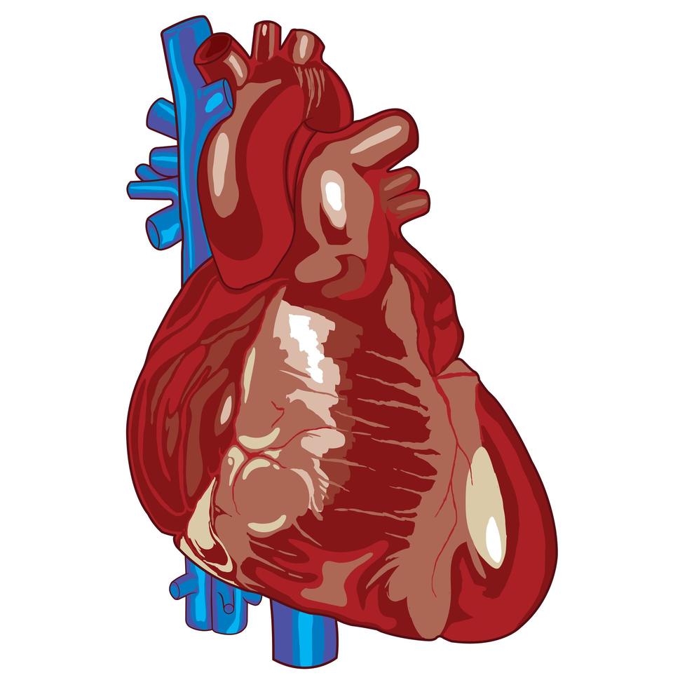 diagrama de coração humano colorido vetor