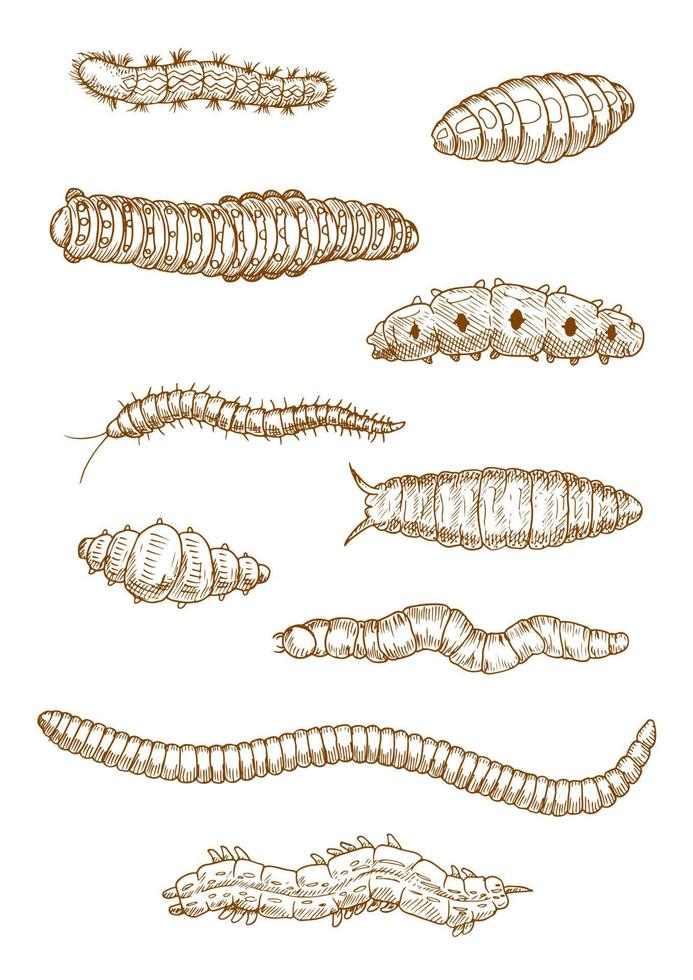 esboços de lagartas, vermes e larvas vetor