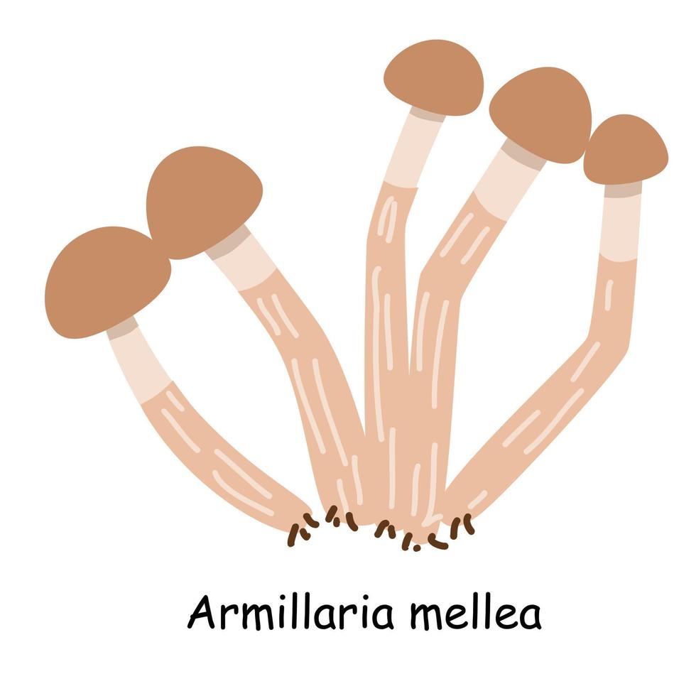 um vetor plano de um cogumelo comestível isolado em um fundo branco.