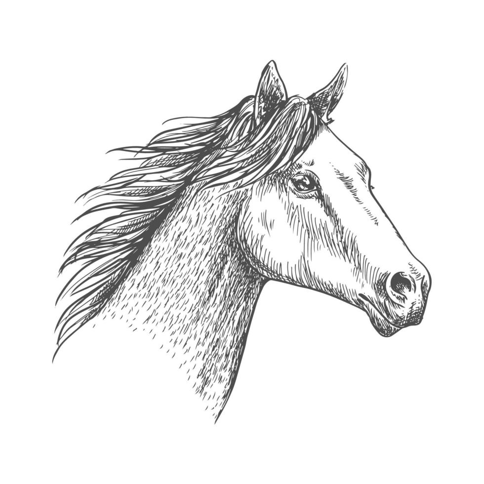 cabeça de cavalo esboço de lápis traços retrato vetor