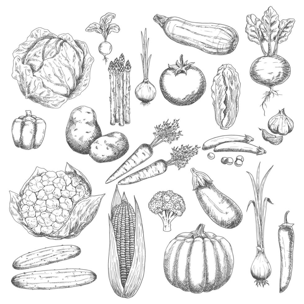 símbolo de esboço de colheita de outono com legumes frescos vetor