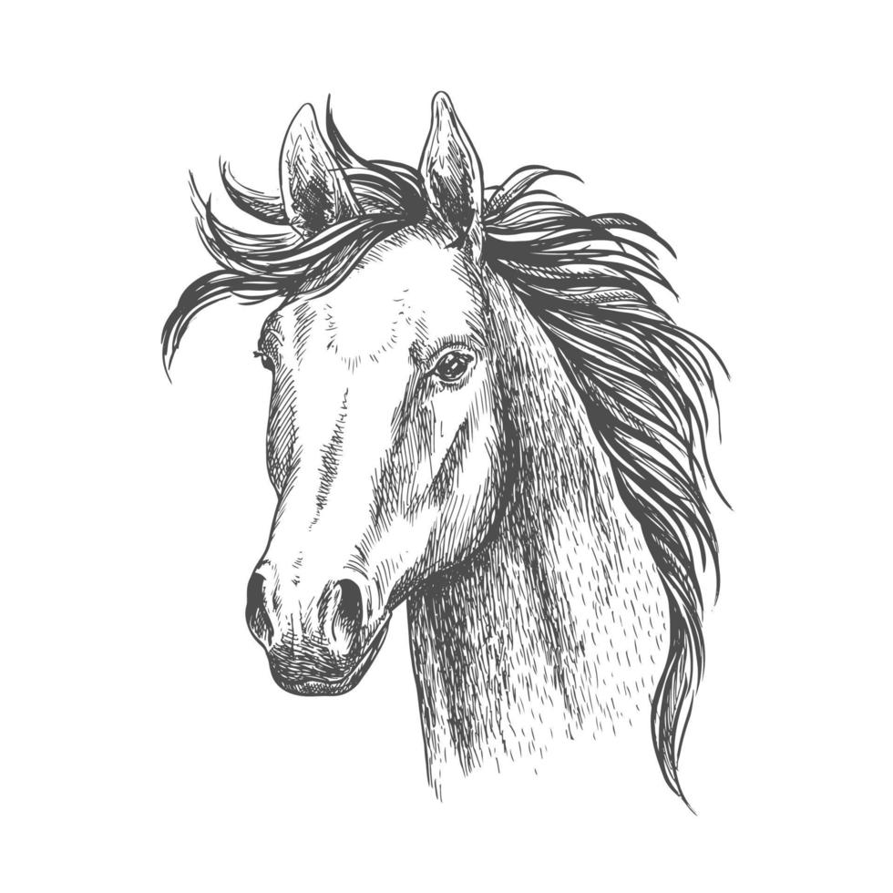 desenho de cavalo égua para design de esporte equestre vetor