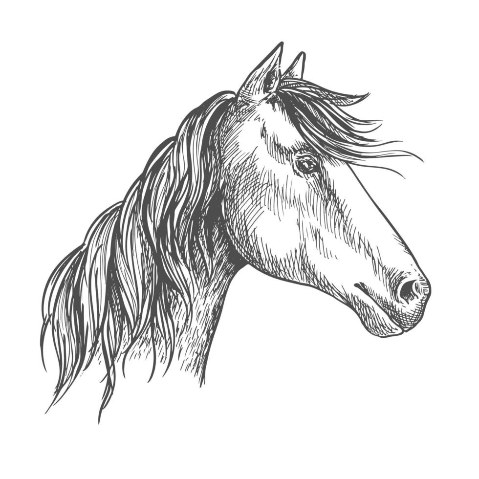 cavalo com crina. retrato de esboço de garanhão mustang vetor