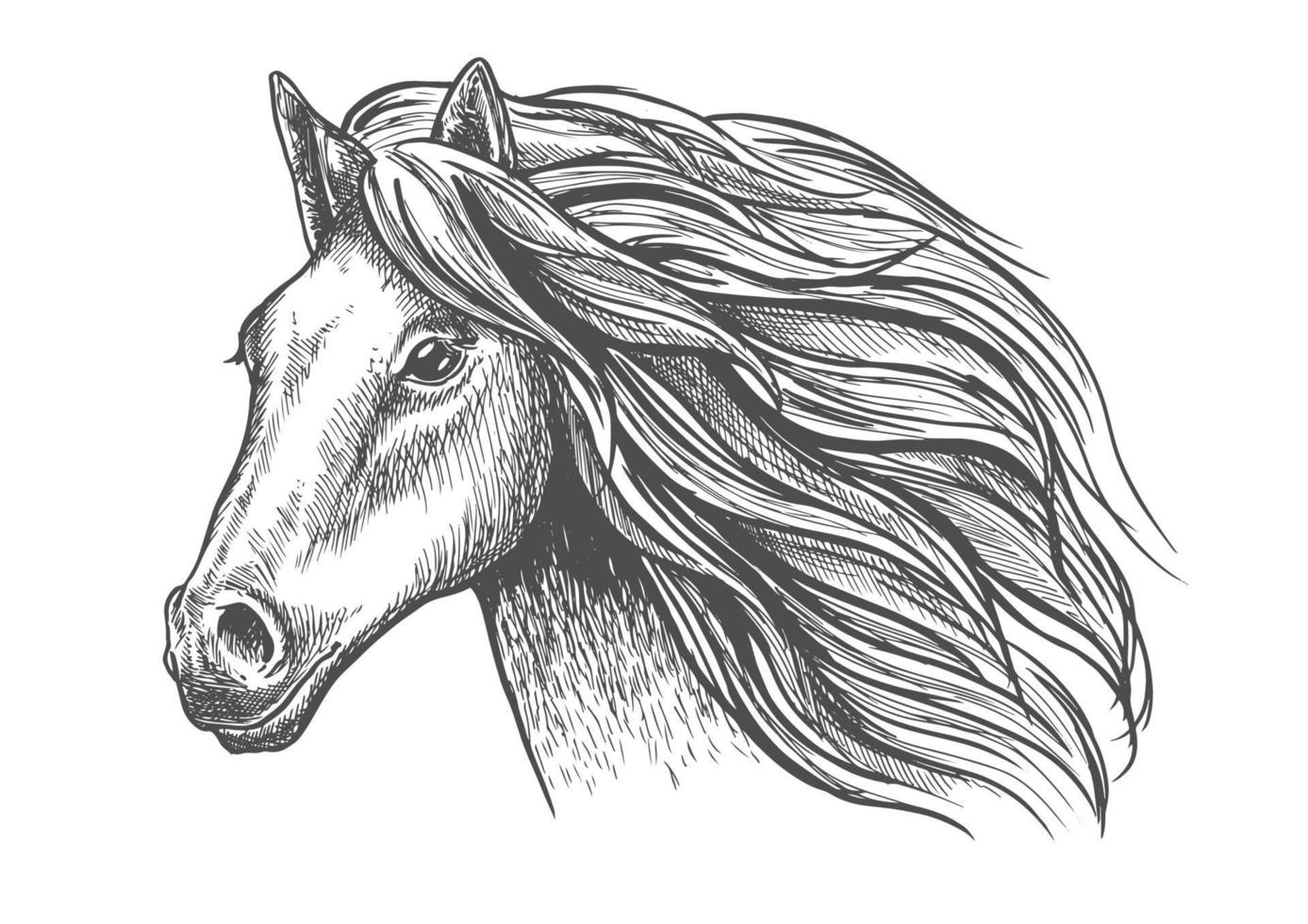 desenho de cabeça de cavalo jovem de égua ou garanhão com juba vetor